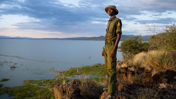 Záchrana žiraf: Dlouhá cesta domů