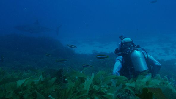 Návrat na ostrov Čelistí