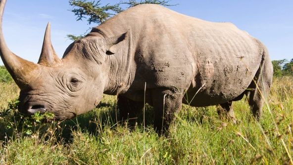 Jedinečná zvířata - výběr (1)