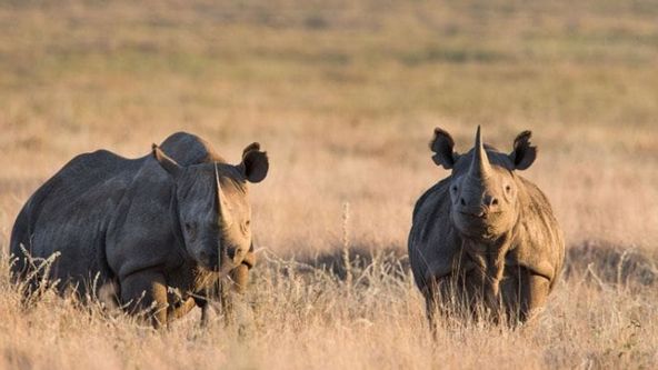 Saba a tajemství nosorožce