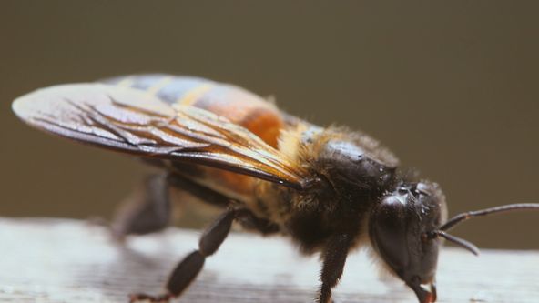 LES Maîtres DES Abeilles