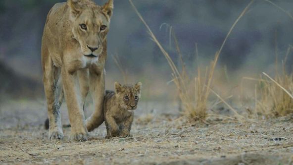 Afričtí lovci II (3)