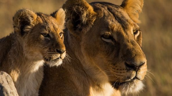 Nelítostné království IV (2)