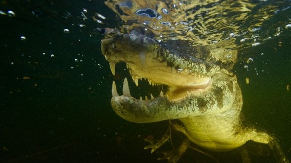 Gladiátoři zvířecí říše (4)