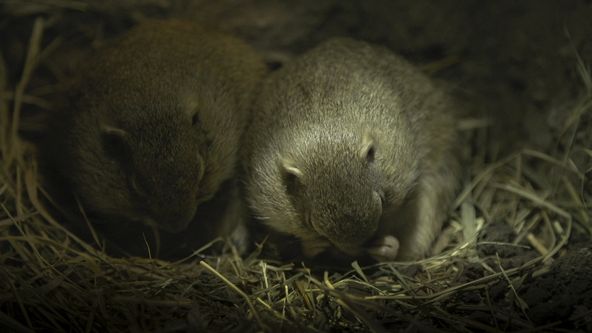 Sysel Puko a jeho rodina