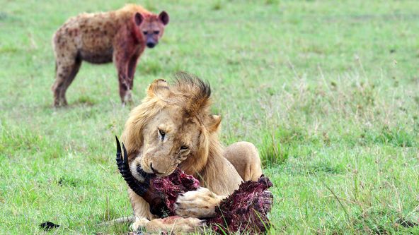 Lvi a hyeny