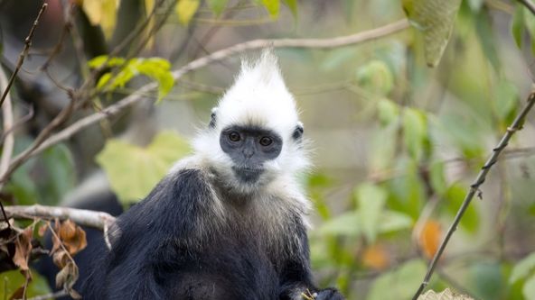 Tajné opičí království v Číně