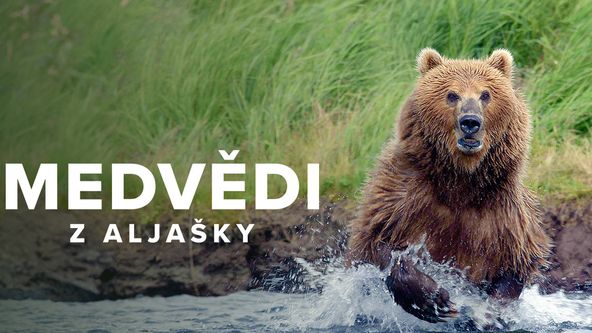 Medvědi z Aljašky