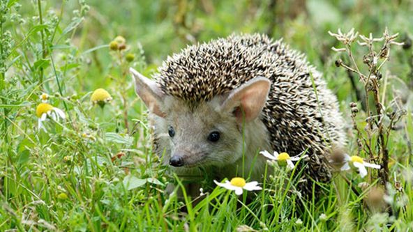 Podivuhodná cesta ježka Aladina