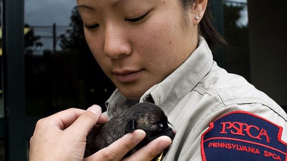 Veterinární policie Filadelfie XII (7)