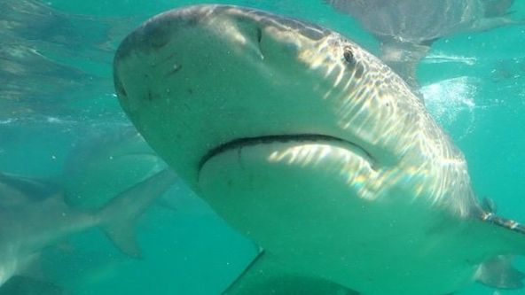 Žralok bělavý versus kladivoun velký