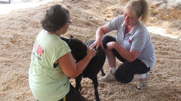 Soutěž o renovaci zvířecích útulků (1)