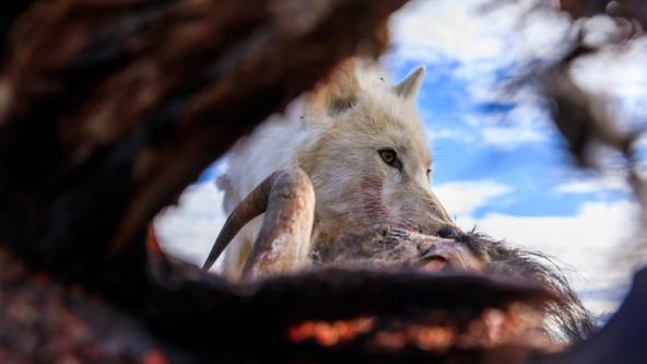 Království vlka arktického (2)