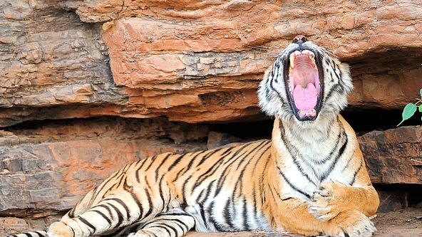 Zázračná planeta: Machli - tygří královna
