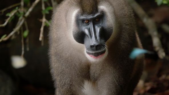 Zázračná planeta: Ztracení králové z Bioka