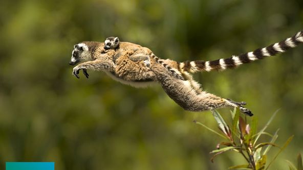 Madagaskar plný života