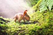 Putování s dinosaury