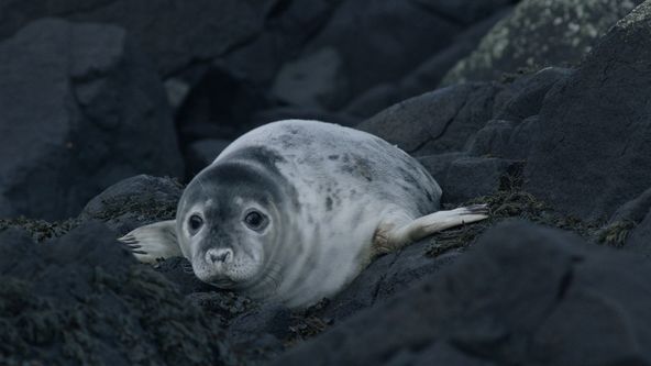 Tuleni: Cesta za přežitím