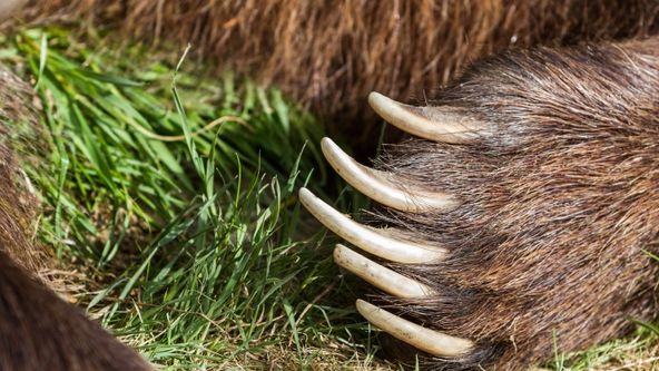 Zvířecí výzbroj (2)