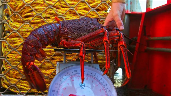 Australští lovci humrů III (9)