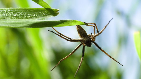 Námluvy ve světě zvířat (4/5)