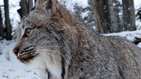 Americká hranice: Divočina severu