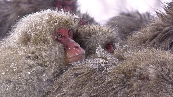 Divoké Japonsko: Makaci červenolící