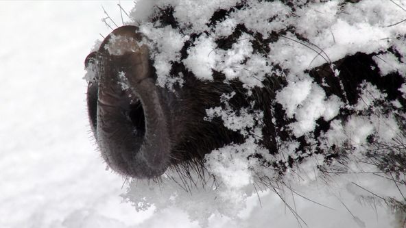 Divoké prase - Návrat