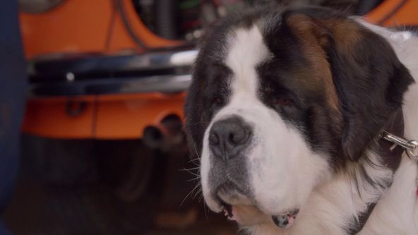 Beethoven: Cesta za pirátskym pokladom