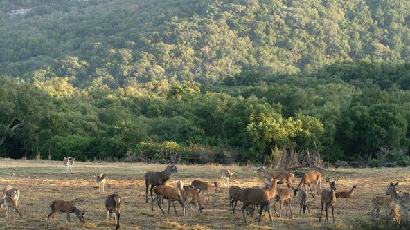 Lesy Pyrenejského poloostrova (1)