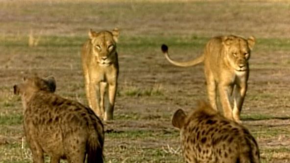 Lvi a hyeny: Věční nepřátelé