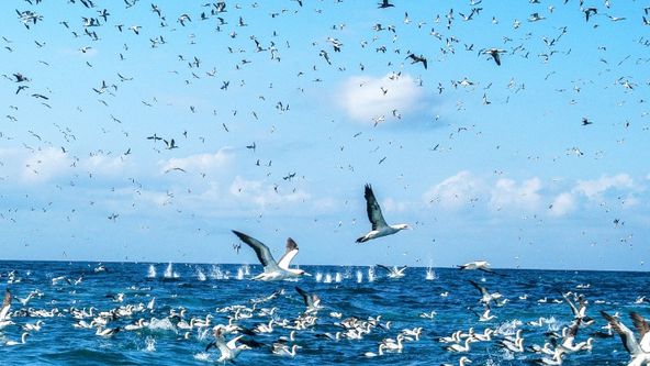 Adaptací k přežití (1)