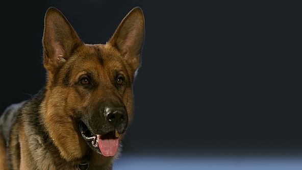 Kommissar Rex III (7/12)