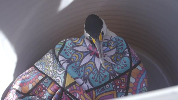 Záchranáři divokých zvířat: Austrálie (2)