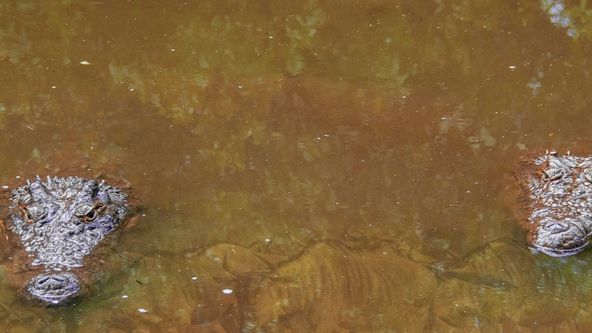 Adaptací k přežití (1)