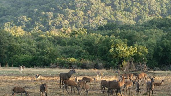Lesy Pyrenejského poloostrova (2)