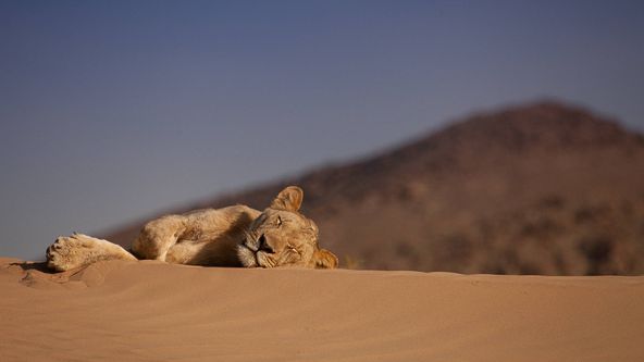 Mizející králové: Lvi Namibu