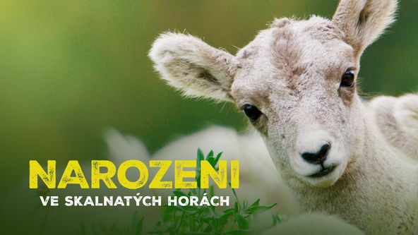 Narozeni ve Skalnatých horách (2/2)