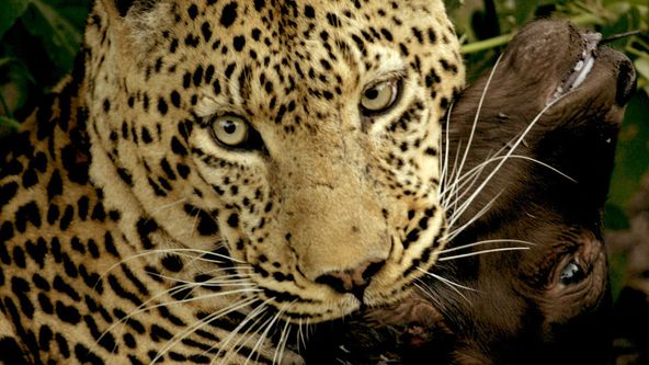 Putování za velkými kočkami