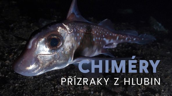Chiméry - přízraky z hlubin, Kamera na cestách