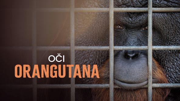 Oči orangutana
