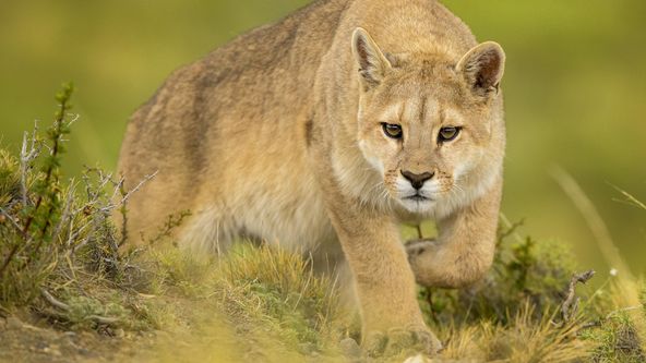 Patagonie: Tajný ráj na Zemi (2)