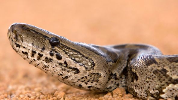 Nejnebezpečnější hadi světa (2)