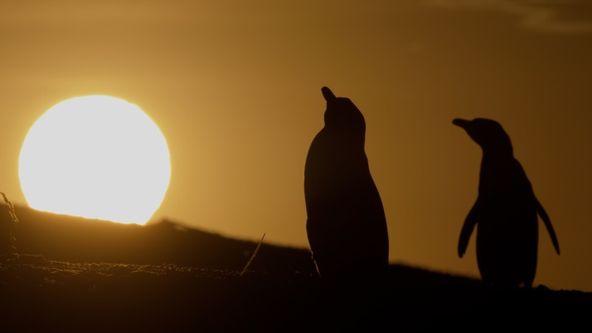 Divocí bojovníci (4)