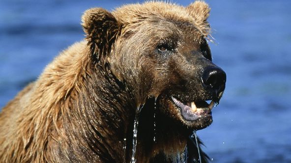 Jedinečná zvířata - výběr (1)