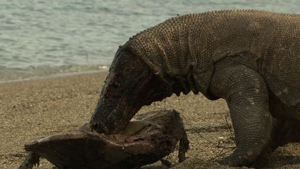 Nezdary predátorů (1)