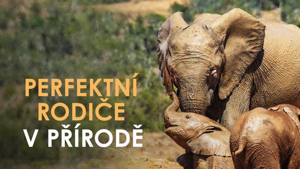 Perfektní rodiče v přírodě