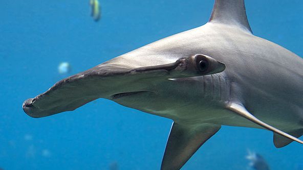 Největší zabijáci (1)