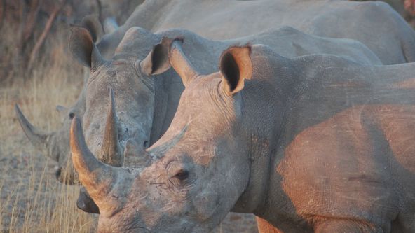 Lovec vs kořist (2)