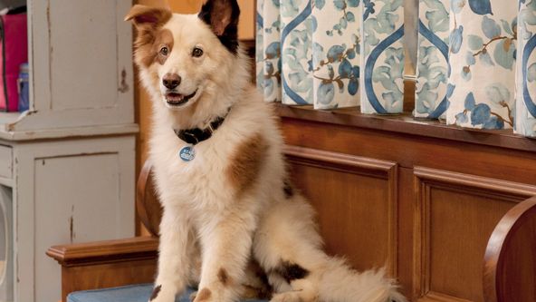 Pes a jeho blog II (19/24)